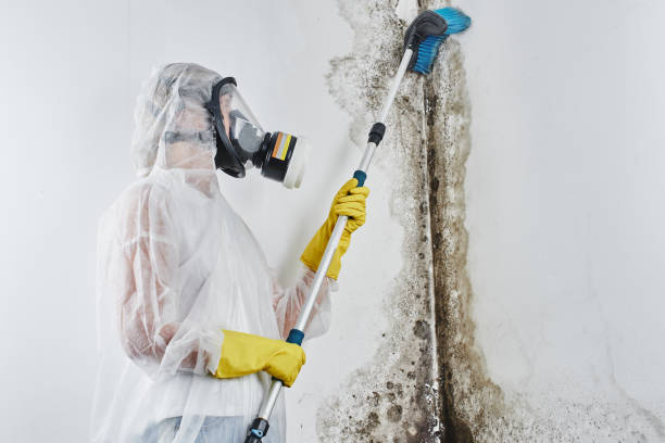 Best Industrial Mold Remediation  in Ol, LA